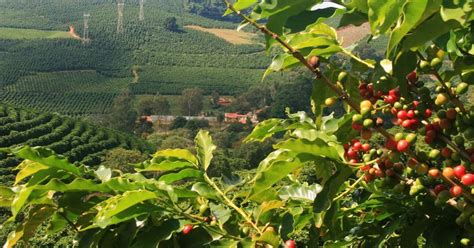 Produtores de café do Sudoeste de Minas conquistam o reconhecimento de