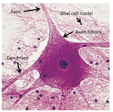 Exam Histo Nerve Tissue Characteristics Flashcards Quizlet