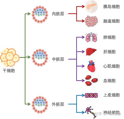 是什么控制干细胞分化方向的？ 知乎