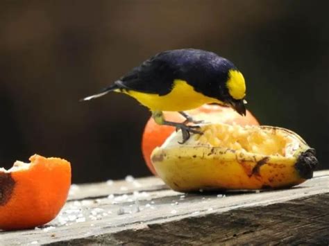 Do Birds Have Taste Buds Everything You Need To Know