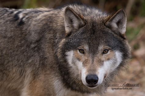 Bilder på varg vid skiftande årstider