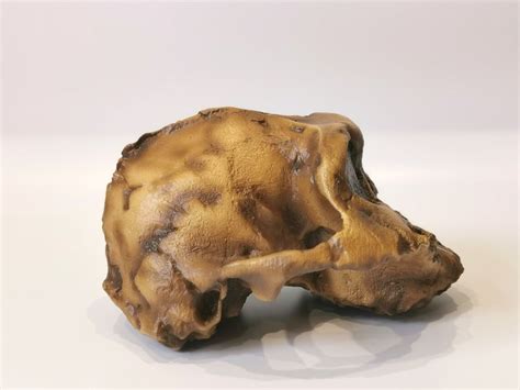 Paranthropus Boisei Skull Replica, Full-size 3d Printed Hominid Skull ...