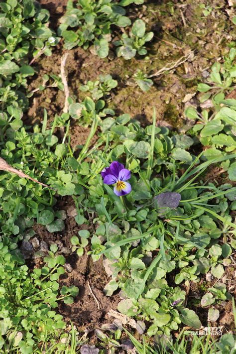 Seeding Pansies: Grow Your own Pansy & Viola Plants from Seed