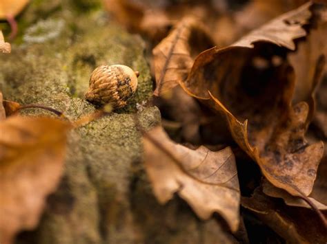 The Creation Of A Thousand Forests Is In One Acorn