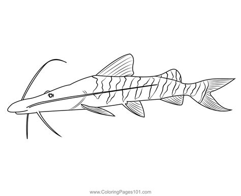 Printable Catfish Coloring Page At Tanemilyblog Blog