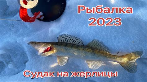СУДАКИ КЛЮЮТ НА ЖЕРЛИЦЫ!/Рыбалка на жерлицы 2023 - YouTube