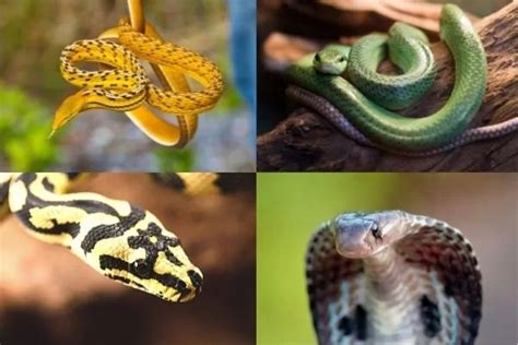 Dream symbols: Snakes and what they mean – Heaven’s Dream Messages