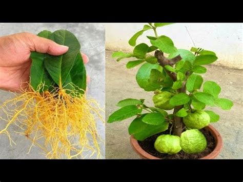 Step By Step Guide Growing Guava Trees From Guava Leaves Youtube