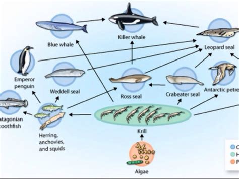 Fin Whale Food Chain