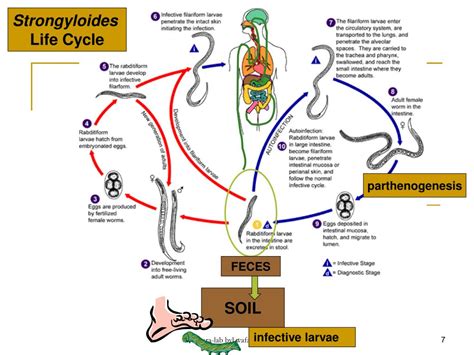 Strongyloides Stercoralis Life Cycle