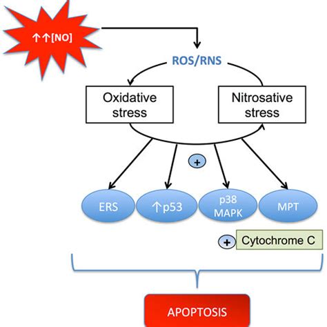 Inflammation in multiple sclerosis (MS). Immune T-cells bypassing the ...