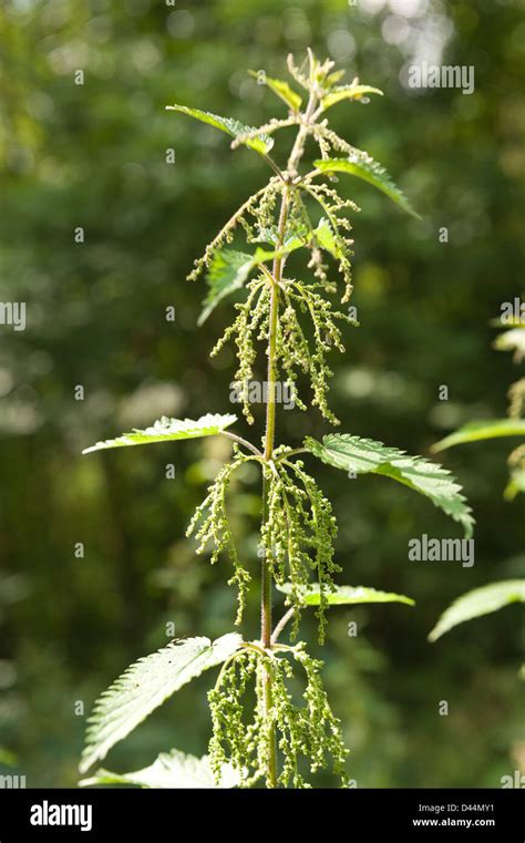 Cause Of Nettle Rash Common Stinging Nettles Showing Defensive Hairs On