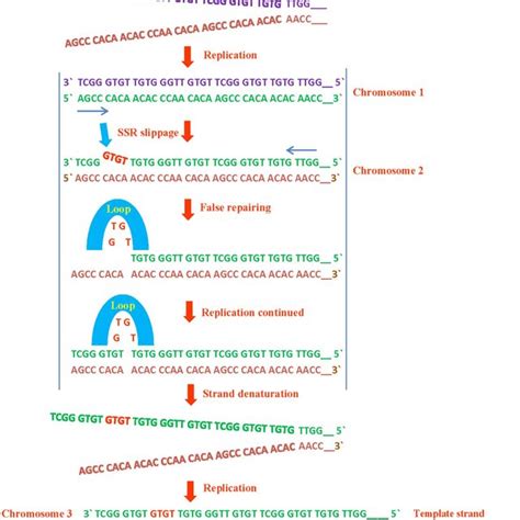 Diagram illustrating the different types of tandem repeats (TRs). The ...