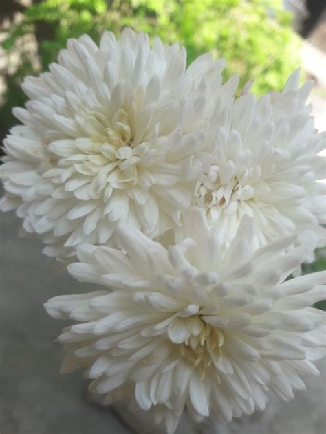 White chrysanthemum | White chrysanthemum, Chrysanthemum, White plants