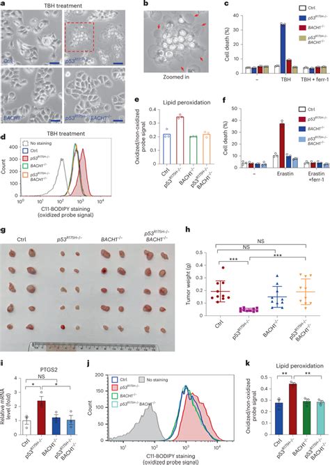 P R H Effectively Suppresses Bach Mediated Ferroptosis To Promote