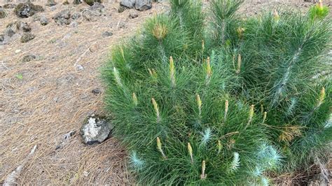 Pine Tree Growth Rates: How Fast do Pine Trees Grow?