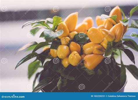 Small Yellow Hot Peppers Bush In A White Pot Stock Image Image Of Fresh Decorative 102220231