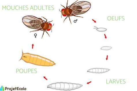 Cycle De Vie De La Mouche Phases Avec Sch Mas