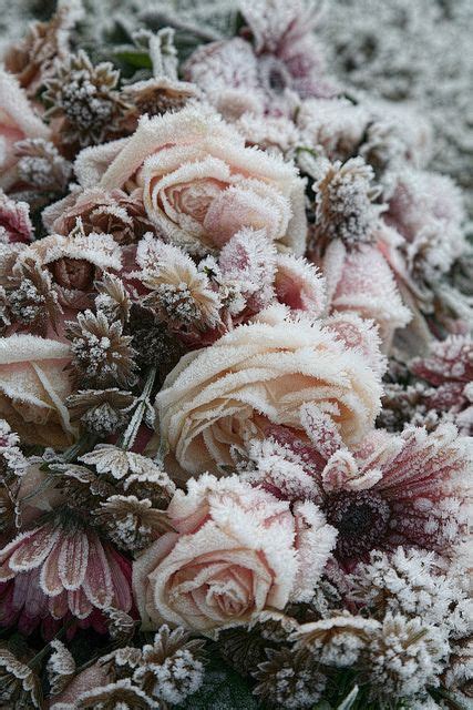 Frozen roses | Frozen rose, Beautiful flowers, Love flowers