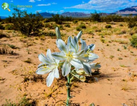 Desert Lily Flower | Hesperocallis Undulata | Desert Flower