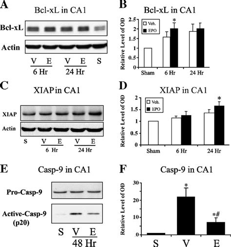 EPO Treatment Upregulates The Expression Of Bcl XL And XIAP In CA1