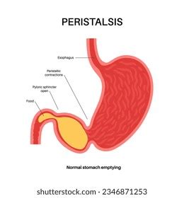 Peristalsis Definition, Functions, Disorders, Examples And, 55% OFF