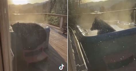 This Video Of A Bear In A Hot Tub Went Viral Because It S A Bear In