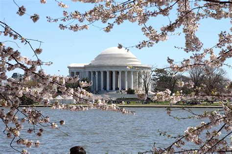 Cherry Blossoms with Jefferson Memorial - Washington DC - 01131 ...