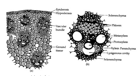 Draw A Well Labelled Diagram Of T S Of Monocot Stem