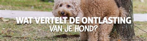 Tips Bij De Ontlasting Van Je Hond Vitalstylenl Kracht Uit De Natuur