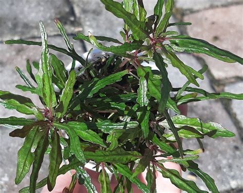 Hemigraphis Repanda Dragons Tongue Plant Care Guide