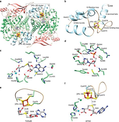 Structure Of The 4fe 4s Cluster Binding Domain And Active Site In