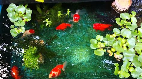 Goldfish Pond Youtube