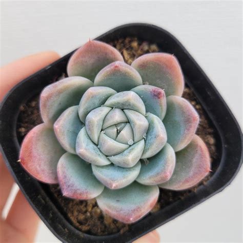 Echeveria Alba Dk Succulents Korea Rare Korean Succulents