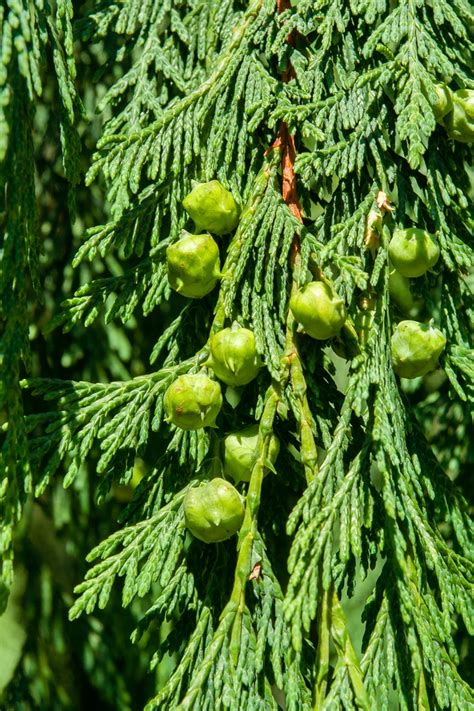 Callitropsis Nootkatensis Pendula Alaska Cedar Nootka Cypress