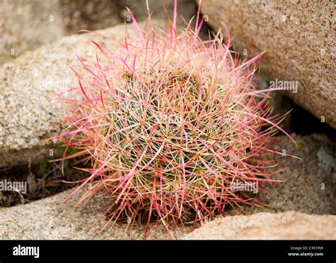 Mojave Barrel cactus (Ferocactus cylindraceus var. lecontei Stock Photo ...