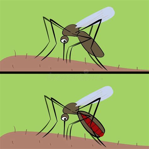 Der Moskito Trinkt Blut Der Insektenvektor Von Malaria Und Von Fev