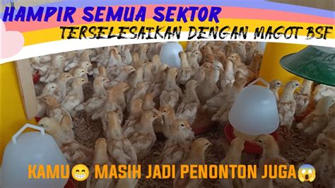 377 HAMPIR SEMUA SEKTOR TERSELESAIKAN DENGAN MAGOT BSF MASIH SENENG