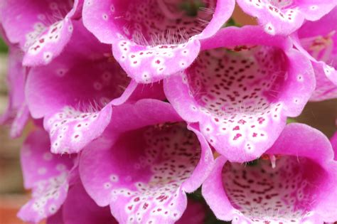 Foxglove Flower Plant - Free photo on Pixabay - Pixabay