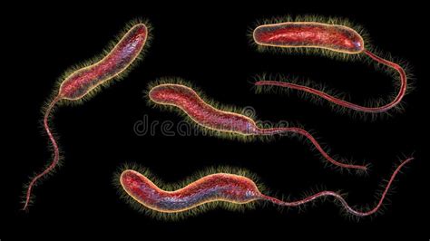 Vibrio Cholerae Bacteria 3d Illustration Stock Illustration Illustration Of Health Cholera