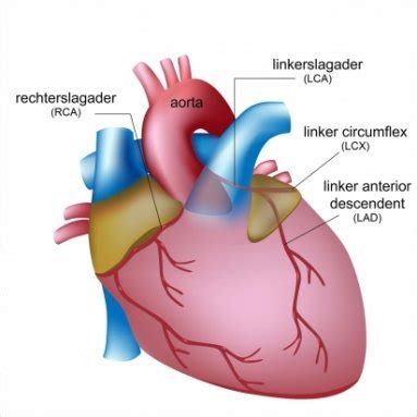 Werking Van Het Hart Centrum Voor Cardiale Revalidatie Noorderhart