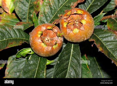 Medlar - fruits - leaves - common medlar - tree (Mespilus germanica ...