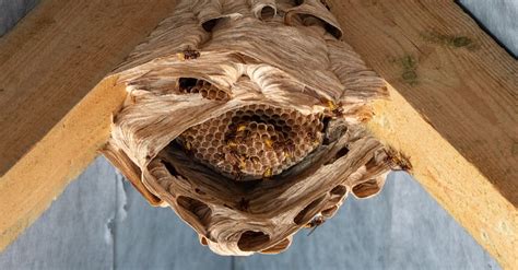 Hornet Nest Vs Wasp Nest: 4 Key Differences - A-Z Animals