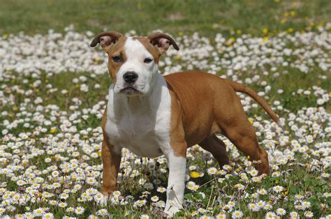 American Staffordshire Terrier Caractère Et éducation Ooreka