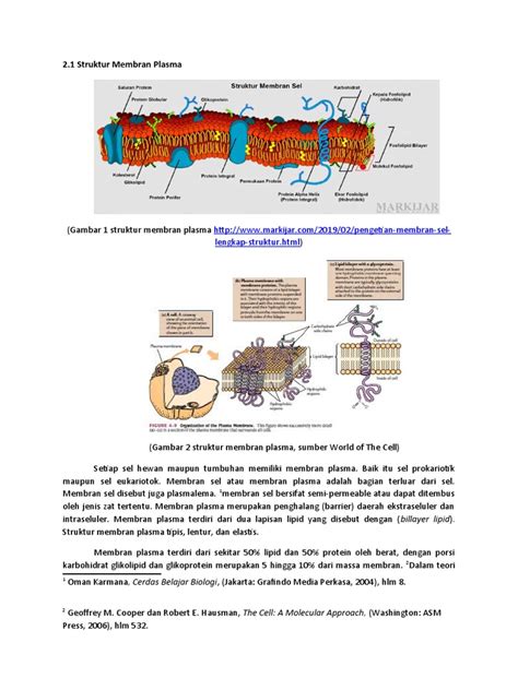 Struktur Membran Plasma Pdf