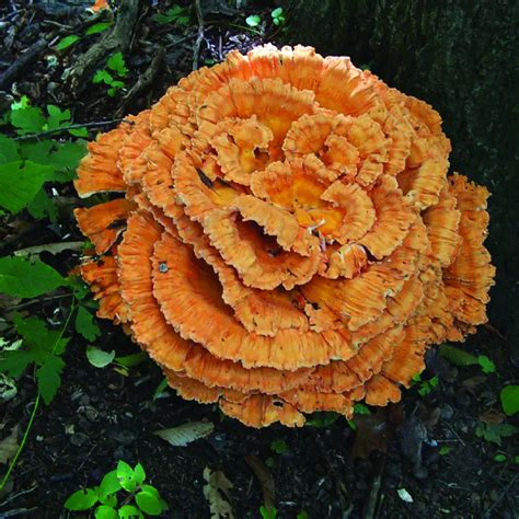 Laetiporus sulphureus · Earth@Home: Biodiversity