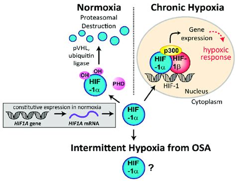 Regulation Of Hypoxia Inducible Factor 1 α Hif 1α Stability And Hif 1