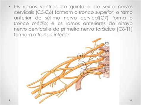 O Que Sao Terminacoes Nervosas - O Que São Terminações Nervosas - BRAINCP