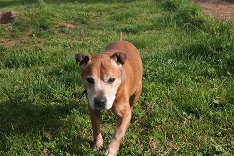 Devon Dog Rescue And Rehoming Rescue Dogs For Adoption In Devon