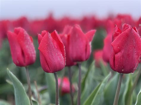 Red Tulips Flowers Free Photo On Pixabay Pixabay